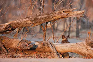 Sentry: African Wild Dog