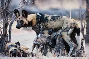 Nurturing: African Wild Dog