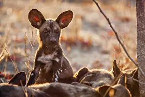 Sentry: African Wild Dog