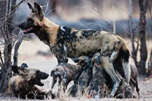 Nurturing: African Wild Dog