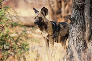 Sentry: African Wild Dog
