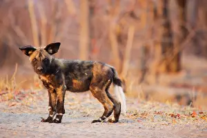 Sentry: African Wild Dog