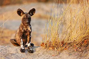 Sentry: African Wild Dog