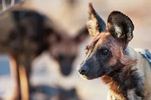 Sentry: African Wild Dog