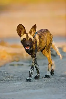 Lycaon: African Wild Dog