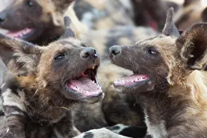 Lycaon: African Wild Dog