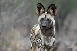 Lycaon: African Wild Dog