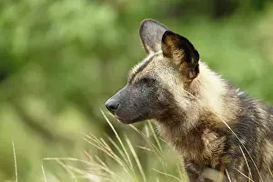 Lycaon: African Wild Dog