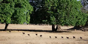 Pictus: The African wild dog also called painted dog is considered t