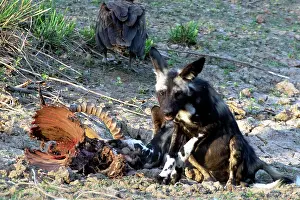 Mana: The African wild dog also called painted dog is considered t