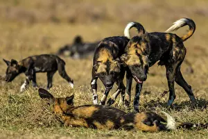 Meeting: African Wild Dog greeting