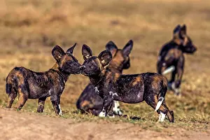 Meeting: African Wild Dog greeting