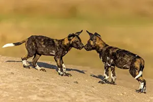 Meeting: African Wild Dog greeting