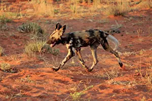 Tswalu: African wild dog (Lycaon pictus), adult, running