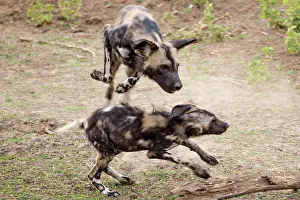 Pictus: The African wild dog Lycaon pictus also called painted dog i