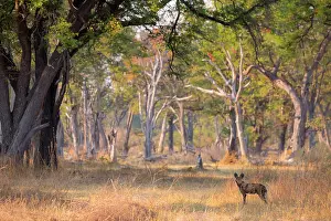 Okavango: African Wild Dog (Lycaon pictus) in forest, Okavango