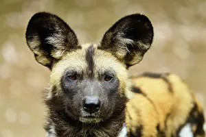Pictus: African wild dog (Lycaon pictus pictus), adult