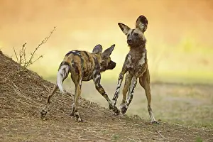 Flood: African Wild Dog (Lycaon pictus pictus) two adults