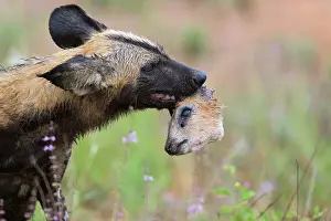 Lycaon: African Wild Dog (Lycaon pictus) in the rain with