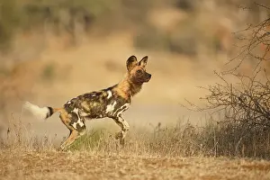 Pictus: African Wild Dog (Lycaon pictus) standing on hi