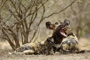 Pictus: African Wild Dog (Lycaon pictus) yawning, South
