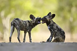 Zimbabwe: African wild dog (Lycaon pictus) young playing while