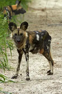 Hwange: African Wild Dog or Painted Dog (Lycaon