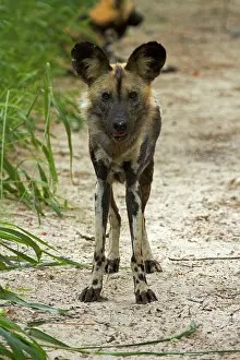 Hwange: African Wild Dog or Painted Dog (Lycaon