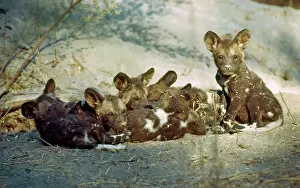 Huddle: African Wild Dog pups - Huddle for warmth outside den