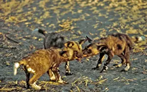 Squabbling: African Wild Dog pups - Squabbling over a piece