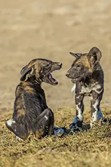 Barking: African Wild Dogs