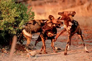 Disputing: African Wild Dogs - Males disputing over female