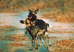Mock: African Wild Dogs - Young Wild Dogs mock fighting
