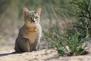Focussed: African Wildcat