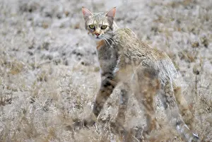 Backside: African Wildcat