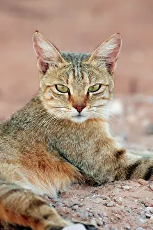 Robbery: African wildcat (Felis silvestris lybica) adult