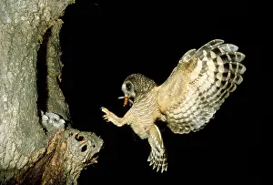 Returning: African Wood Owl - adult returning to young in