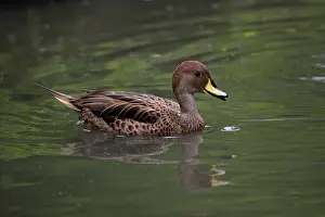 Undulata: African Yellow-billed Duck - swimming on lake