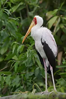 Ibis: African yellow-billed stork (Mycteria ibis), captive