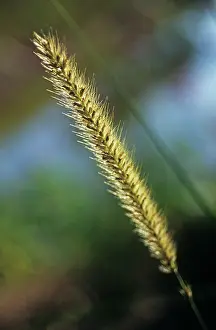Fragile: Africanfeathergrass
