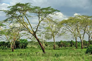 Sausage: Afrikaans Worsboom / Sausage Tree