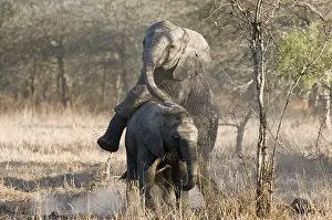 Afrika: afrikaanse olifant