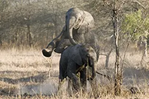 Afrika: afrikaanse olifant
