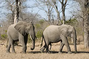 Afrika: afrikaanse olifant