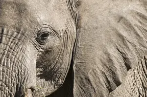 Afrika: afrikaanse olifant