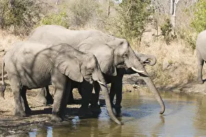 Afrika: afrikaanse olifant