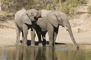 Afrika: afrikaanse olifant
