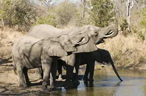 Afrika: afrikaanse olifant