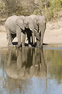 Afrika: afrikaanse olifant