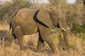 Afrika: afrikaanse olifant